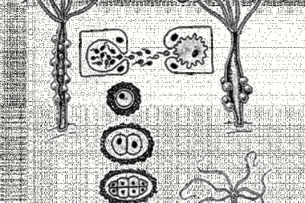 Kra9cc